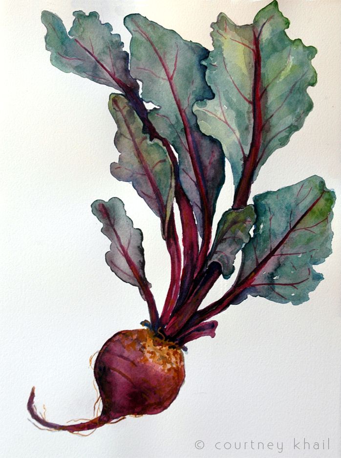 698x936 Courtney Khail Beet Watercolor Watercolor