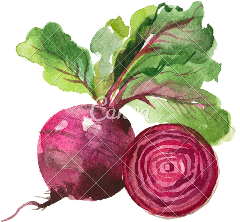 800x739 Watercolor Beet