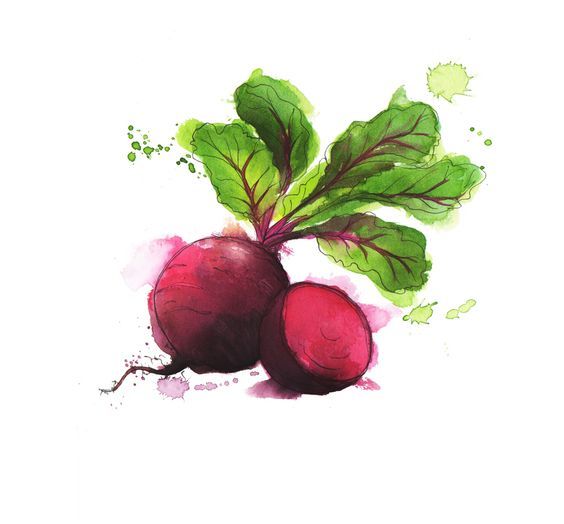 564x524 Watercolor Beet Tattoo Inspo Watercolor, Georgina