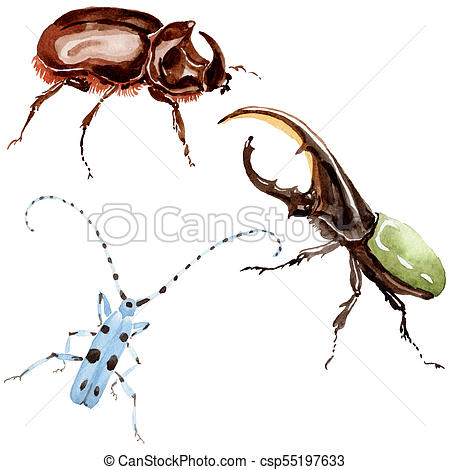 450x470 Exotic Beetles Wild Insect In A Watercolor Style Isolated. Full