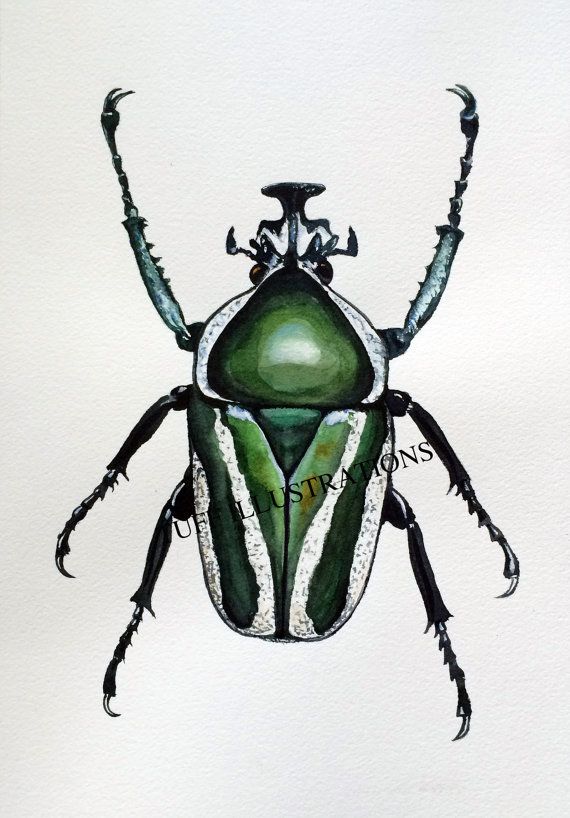 570x818 Green Scarab Beetle Watercolor Dichronorhina By Redjabberbird