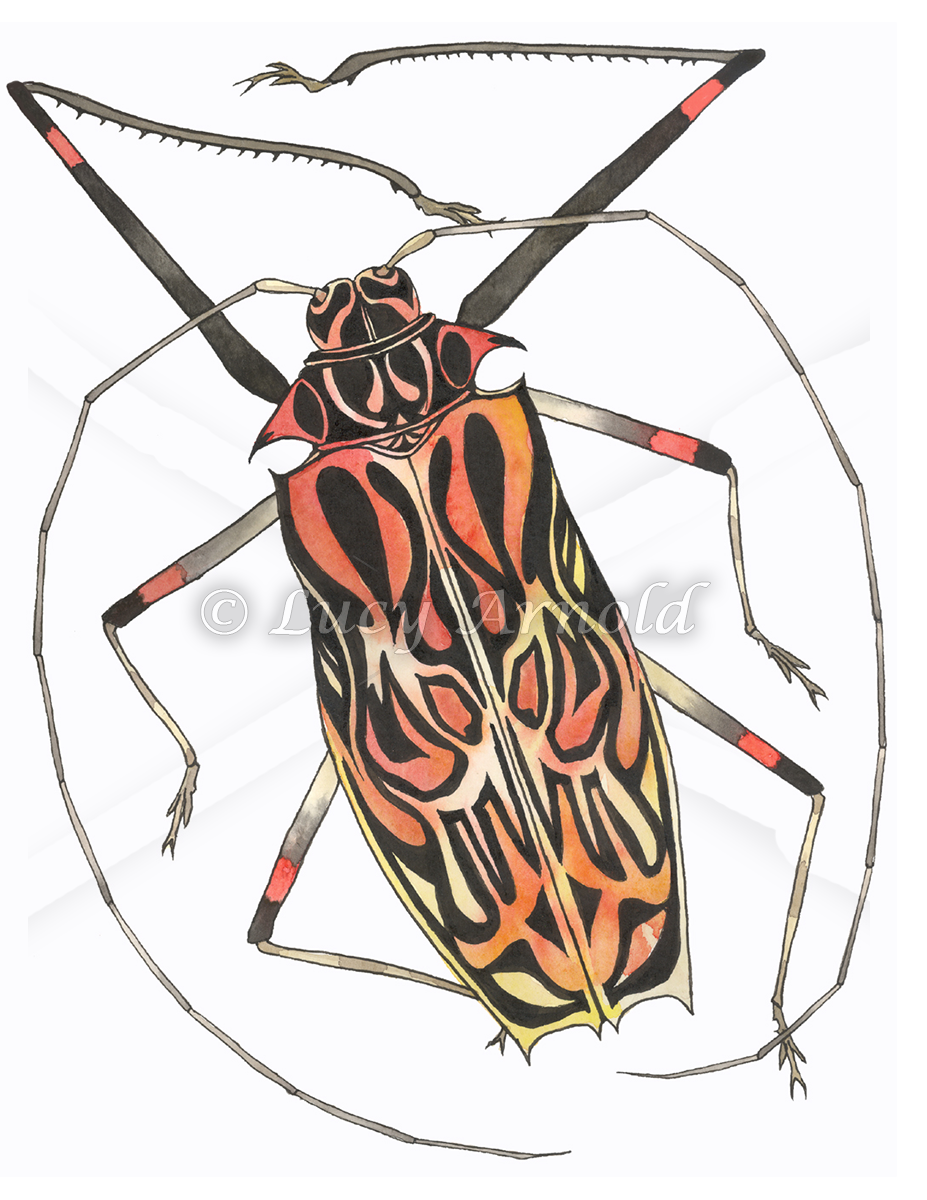 927x1200 Harlequin Beetle