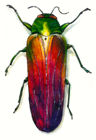 381x552 Oh To Be A Colorful Beetle ( Worldwatercolormonth) Just Add