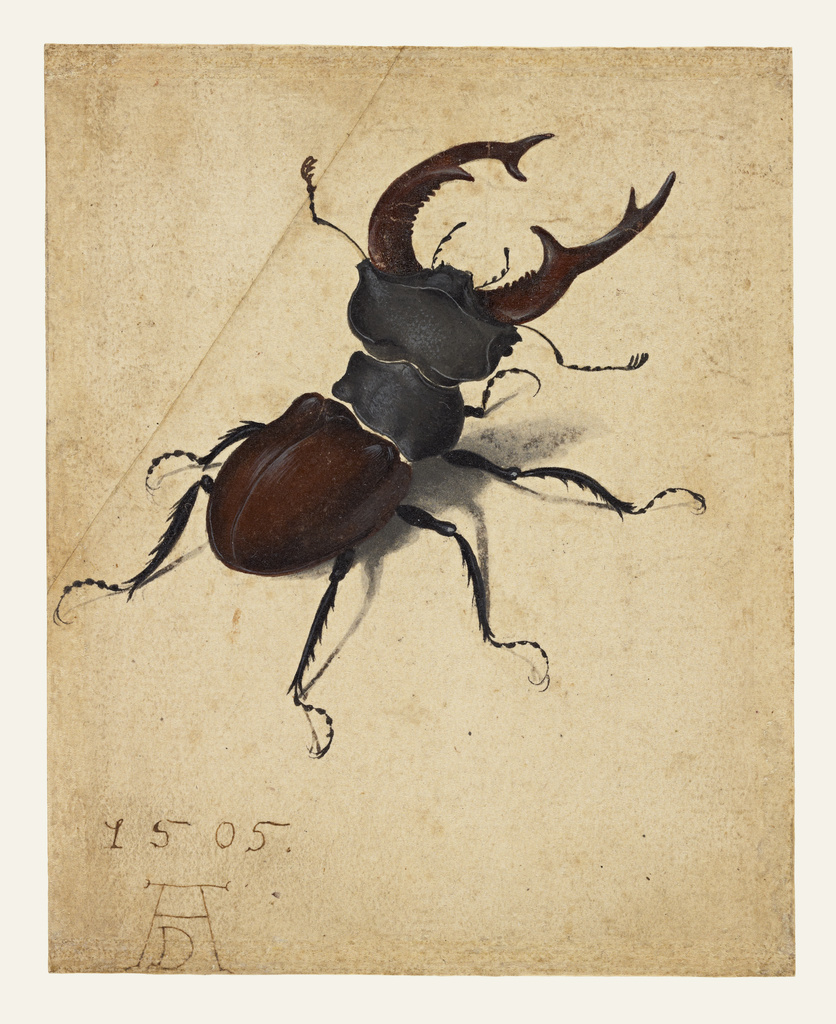 836x1024 Stag Beetle (Getty Museum)