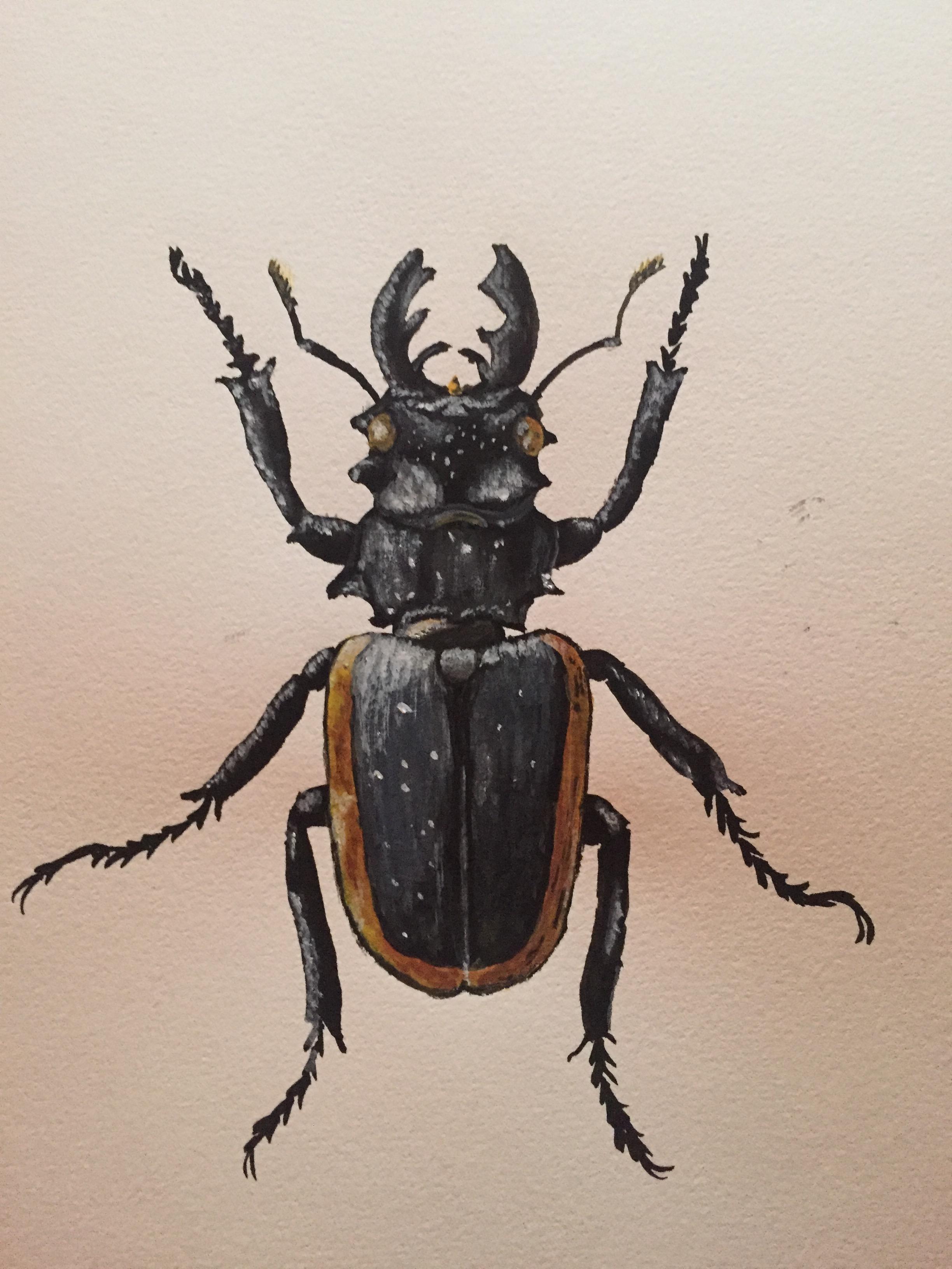 2448x3264 Watercolor Beetle