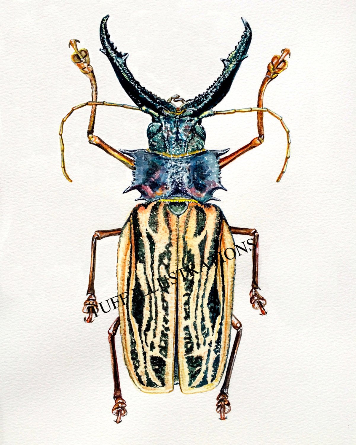 1201x1500 Watercolor Beetle Macrodontia Cervicorni