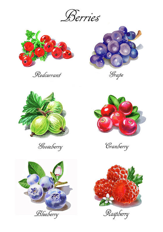 560x800 Watercolor Berries Illustration Collection I Art Print By Irina