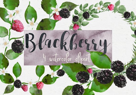 570x401 Blackberry Clipart Watercolor Clipart Watercolor Berries Etsy