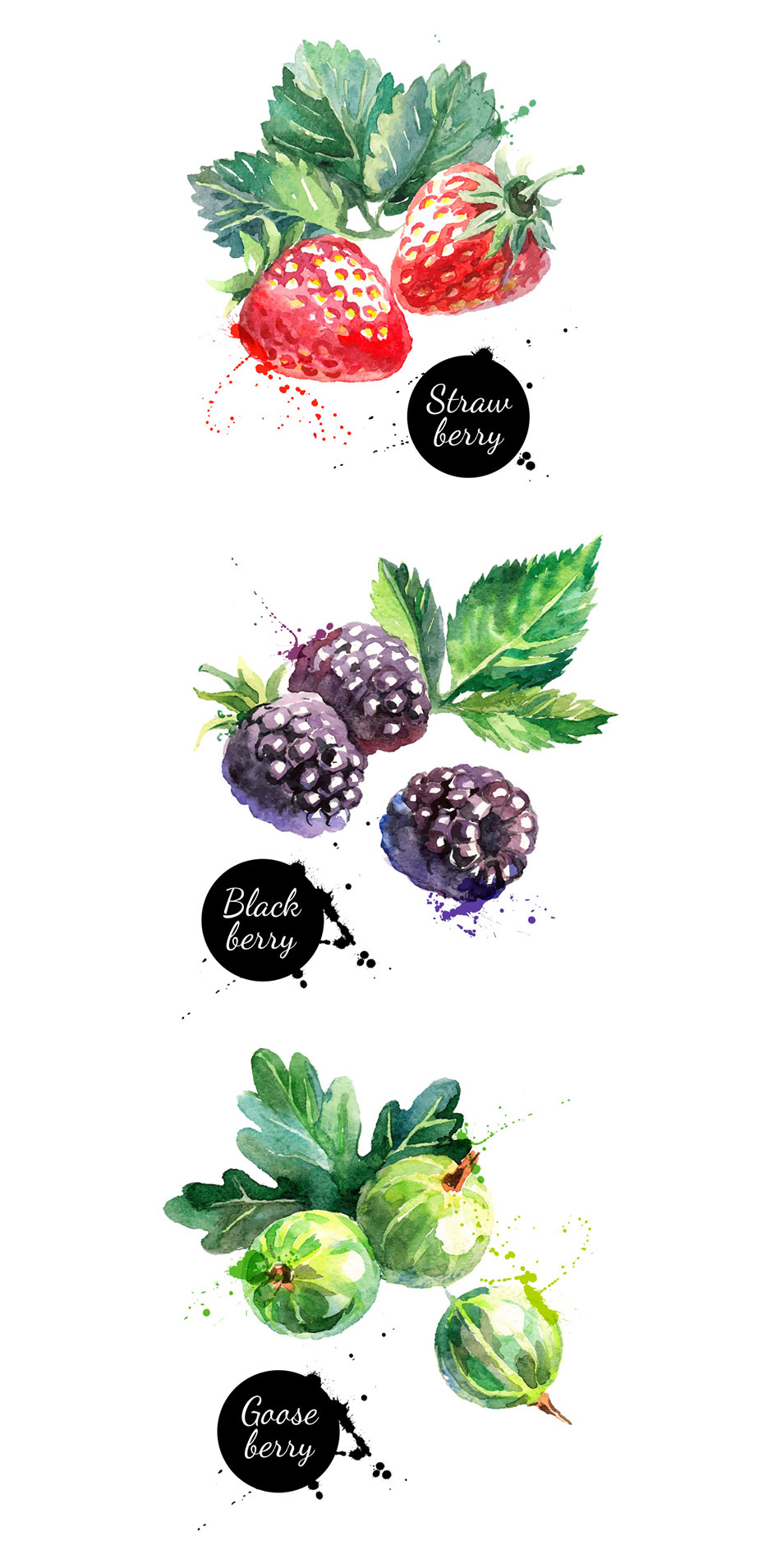 940x1909 Watercolor Berries Vector Set