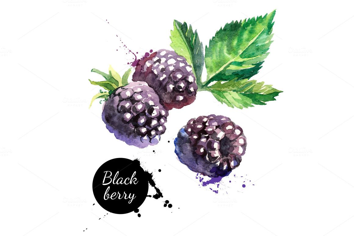 1160x772 Watercolor Berries Vector Set By Elena Pimonova On Creative Market