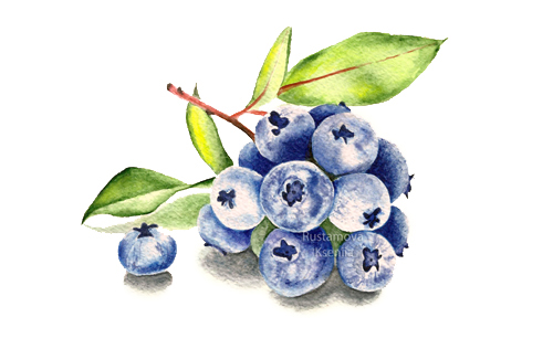 500x316 Watercolor Berries On Behance