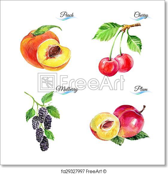 561x581 Free Art Print Of Watercolor Fruits And Berries. Watercolor Fruits