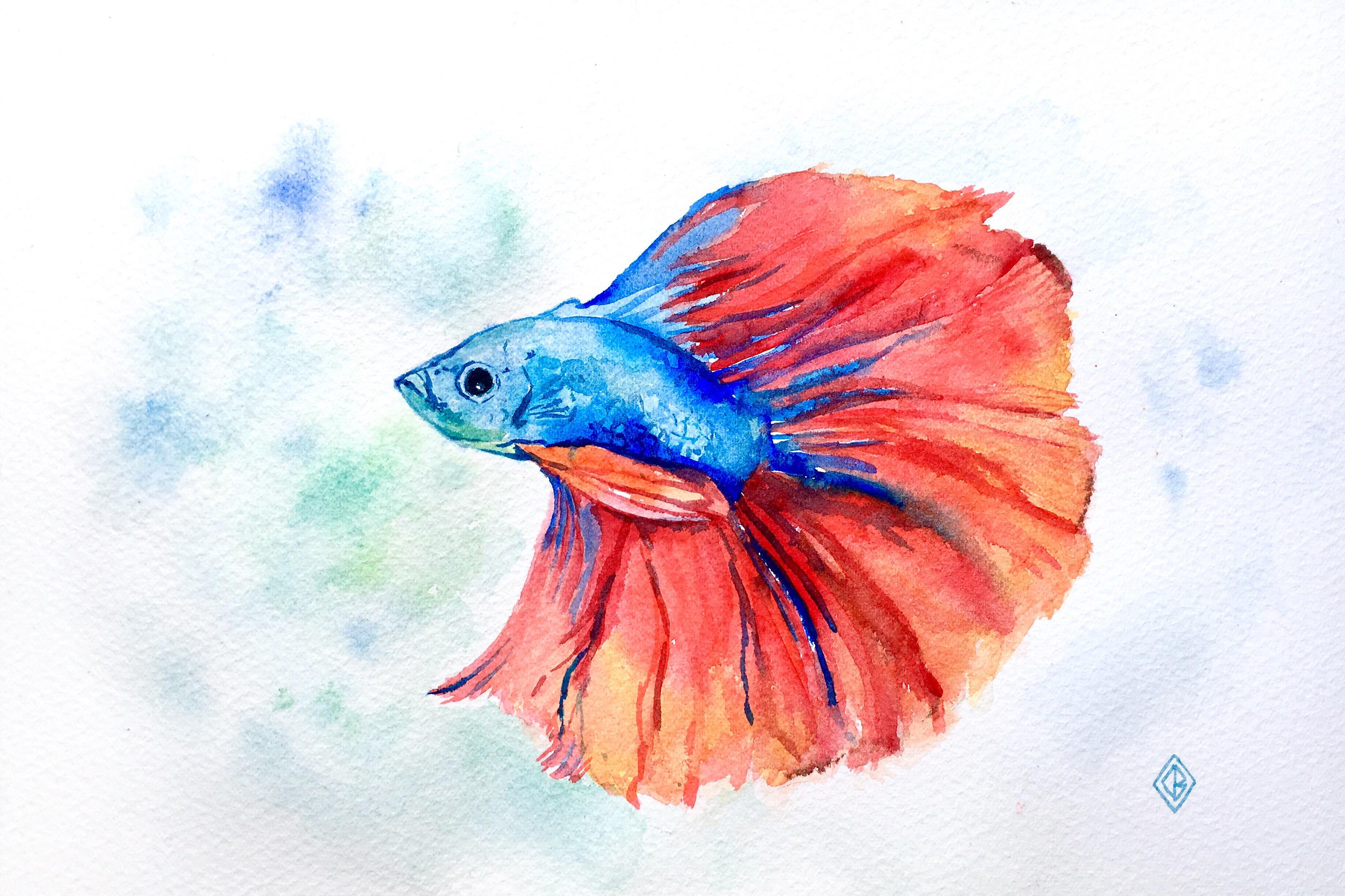 3677x2450 Betta Fish, Watercolor