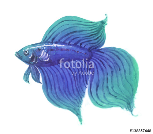 500x438 Betta Fish Male Hand Drawn Watercolor Stock Photo And Royalty