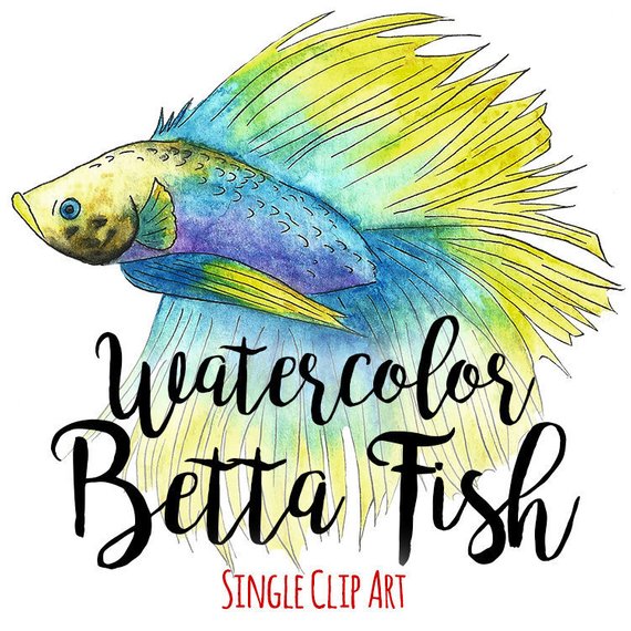 570x570 Watercolor Betta Fish Clip Art Commercial Use Siamese Etsy