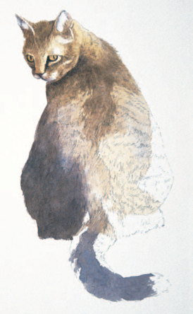 274x444 How Paint A Cat In Watercolor, The Watercolor Bible, Artist Joe Garcia