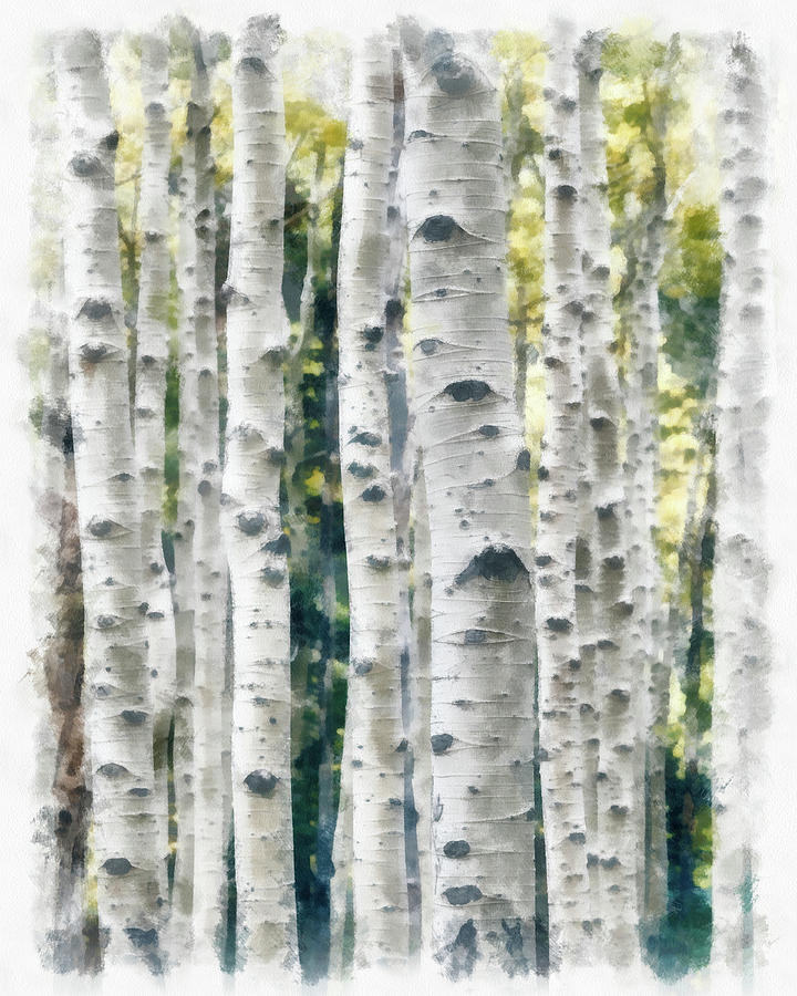 720x900 Birch Trees Watercolor Painting Painting By Unsplash Peng Chen