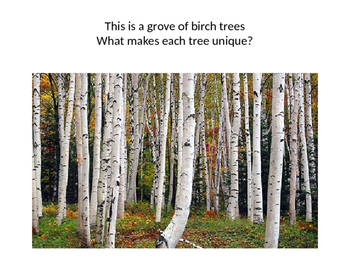 350x263 Fall Birch Tree Watercolor Art By Teachin With Ms C Tpt