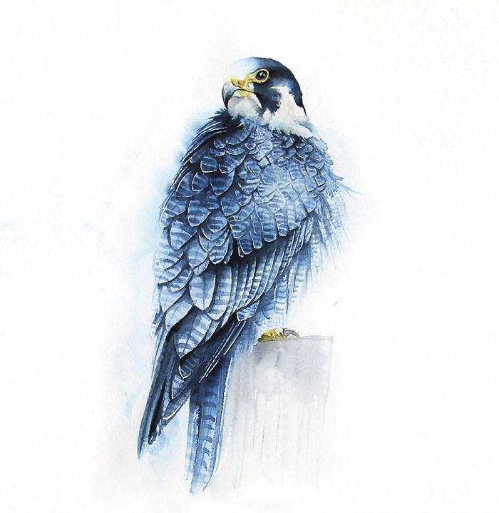 700x719 I Watercolor Birds To Express How Much I Love Them Bored Panda