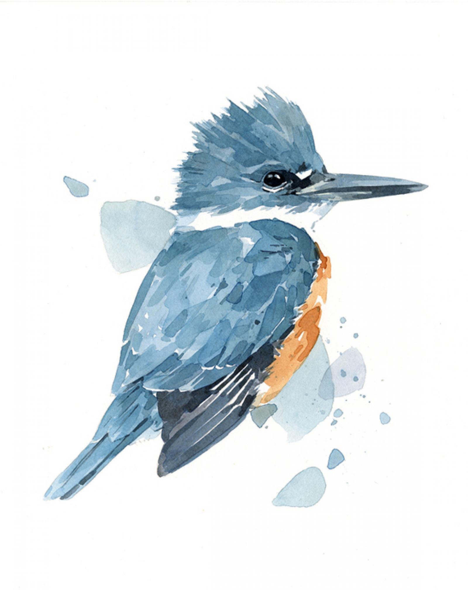 1600x2015 Belted Kingfisher Watercolor, Bird Art Print David Scheirer