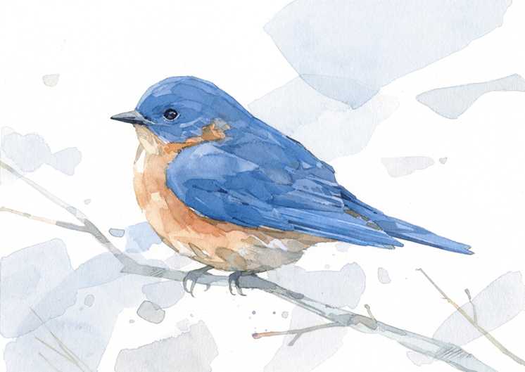 746x529 Bluebird Painting, Watercolor Art Print David Scheirer Watercolors