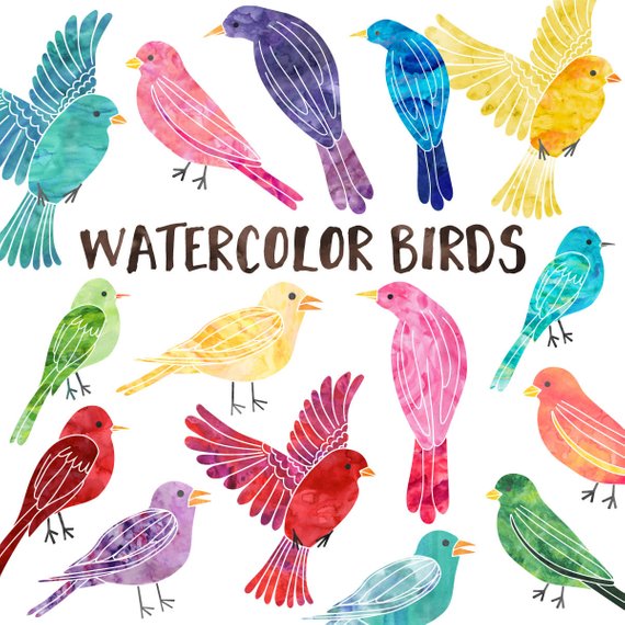 570x570 Watercolor Bird Clipart Commercial Use Instant Download Etsy