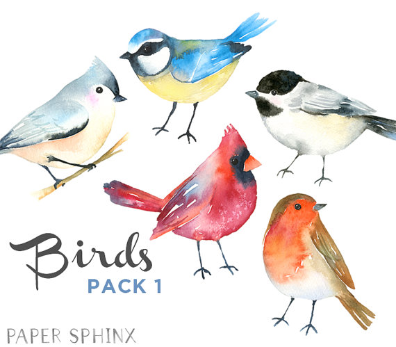 570x499 Watercolor Birds Clipart Winter Birds Clipart