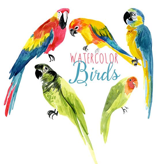 570x570 Watercolor Tropical Birds, Parrot Clip Art, Bird Clipart, Exotic