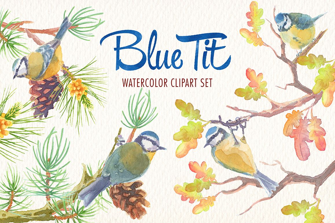 1158x772 Watercolor Blue Tit Bird Clipart