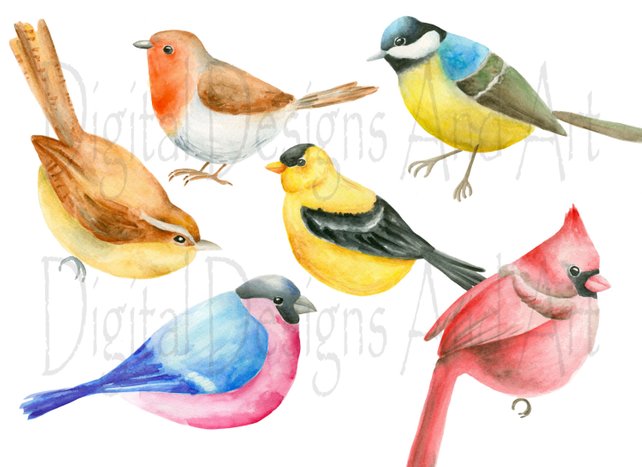 642x467 Bird Clipart Watercolor Birds Clip Art Hand Painted Birds Etsy