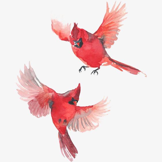 564x564 Flying The Bird, Bird Clipart, Hand Painted Birdie, Watercolor