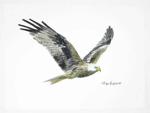 570x428 Original Watercolor Painting Eagle Watercolor Bird Etsy