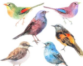 340x270 Bird Watercolor Etsy