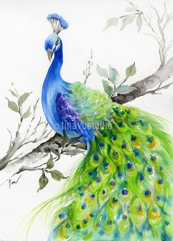 570x794 Drawn Peafowl Watercolor Painting