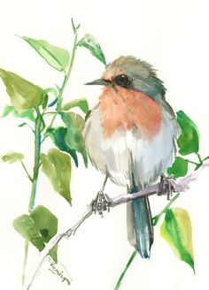 236x328 592 Best Watercolor Birds Images In 2018 Exotic