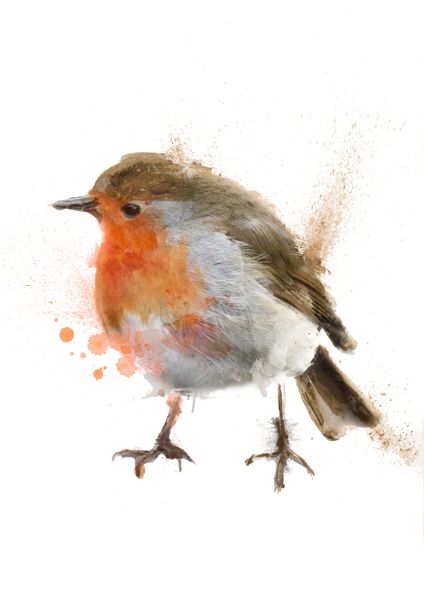 424x600 Drawn Robin Colour