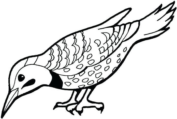 720x483 Birds To Color And Print Bird Word Search Puzzles Watercolor Bird