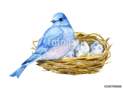 500x362 Cute Little Blue Bird With Nest And Blue Eggs. Watercolor