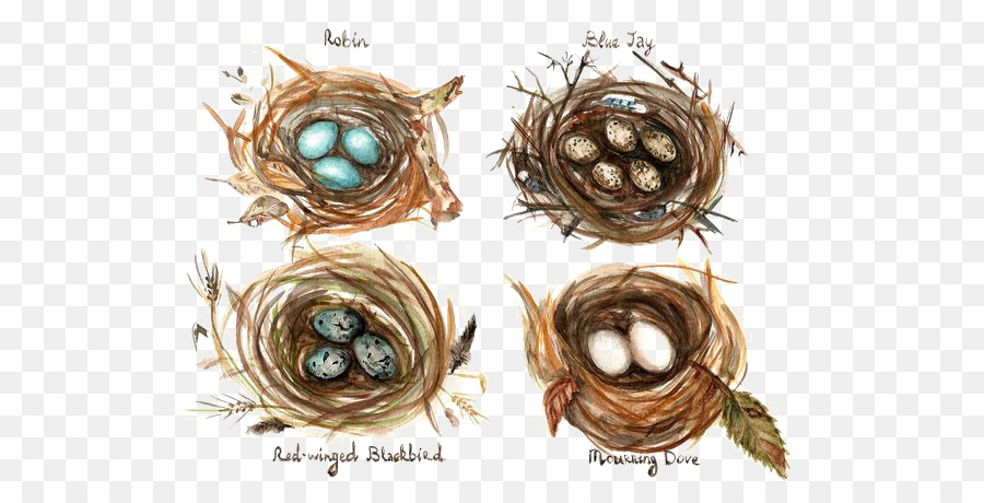 900x460 Edible Birds Nest Bird Nest Watercolor Painting Drawing