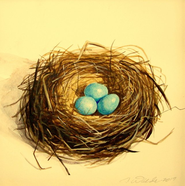 642x645 Medium Size Original 3 Egg Robins Nest Watercolor Bird Nest Etsy