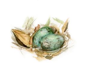 300x222 Watercolor Bird Nest, Bird Nest Print Jen Holloway Art