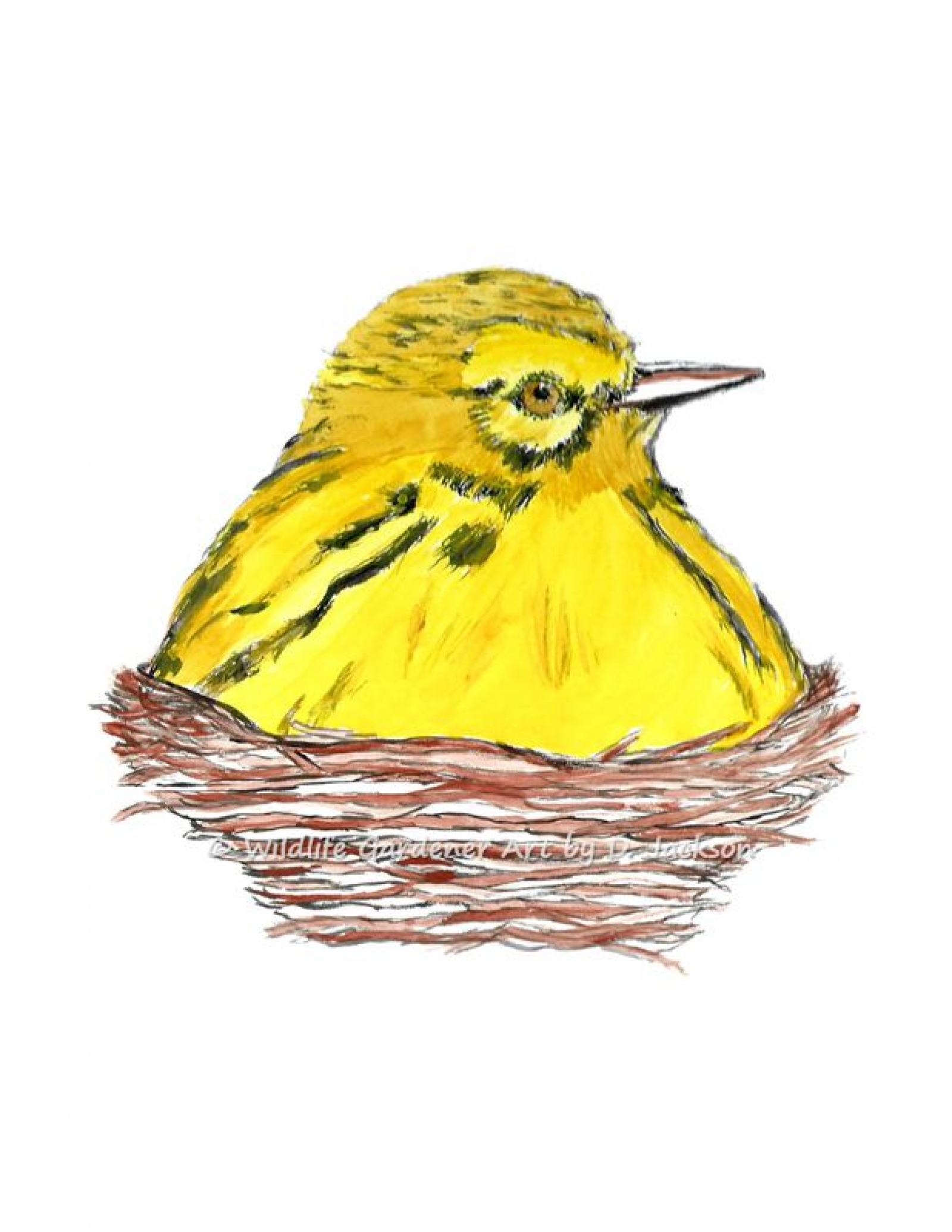 1600x2071 Yellow Bird In Nest Watercolor Art Print Wildlife Gardener Art