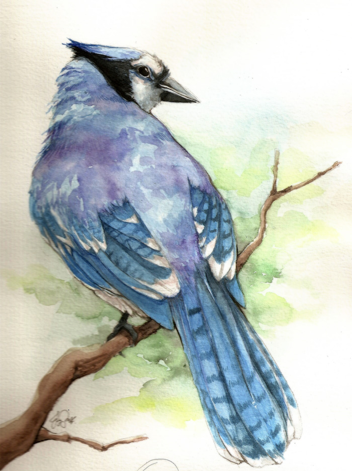 700x935 Bluejay