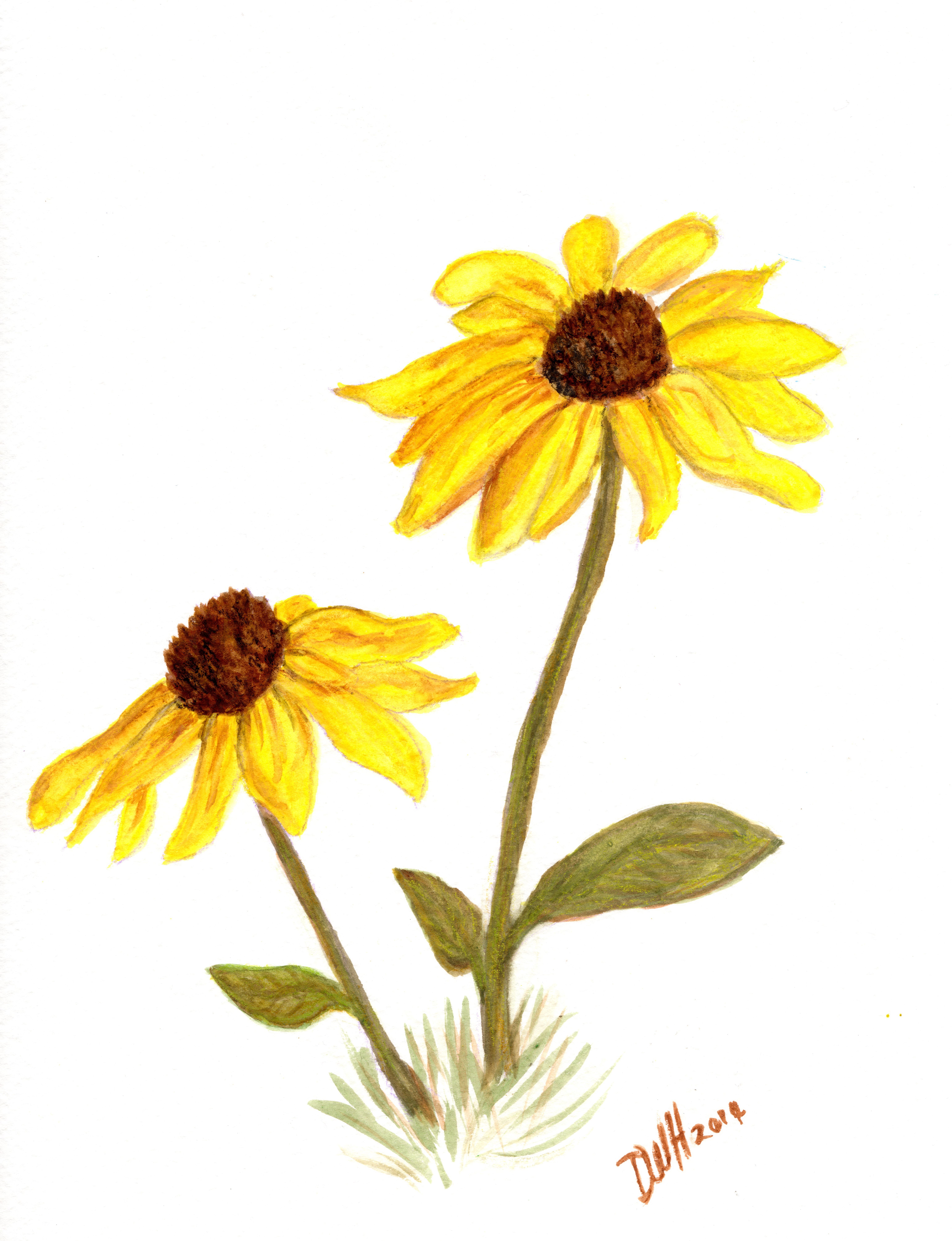 6171x8040 Black Eyed Susan