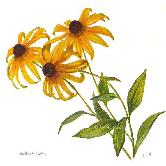 570x570 Botanical Print Black Eyed Susan Flowers Rudbeckia Watercolor Etsy