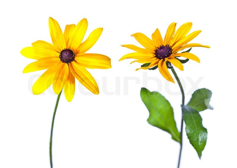 800x568 Pictures Black Eyed Susan Flower,