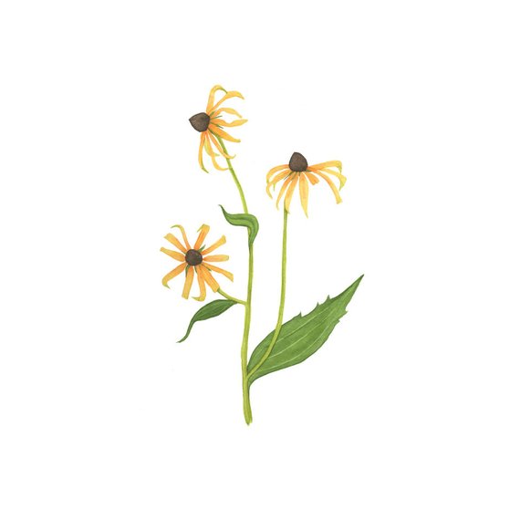 570x570 Watercolor Black Eyed Susan Flowers Original Botanical Etsy