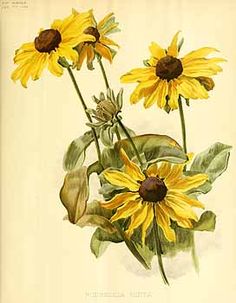 236x303 Black Eyed Susan Prints Yellow Black Eyed Susans Painting