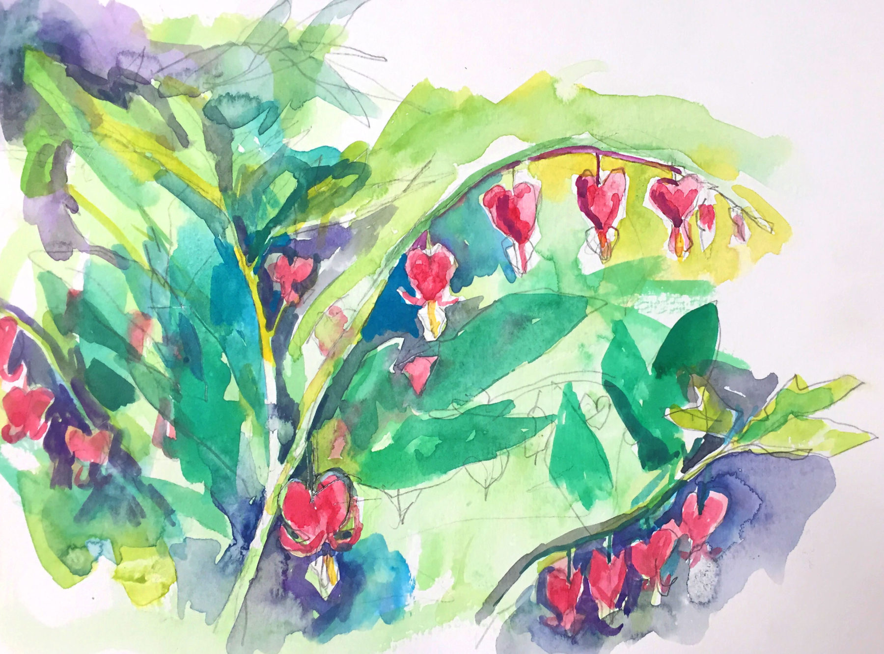 1800x1333 Bleeding Hearts