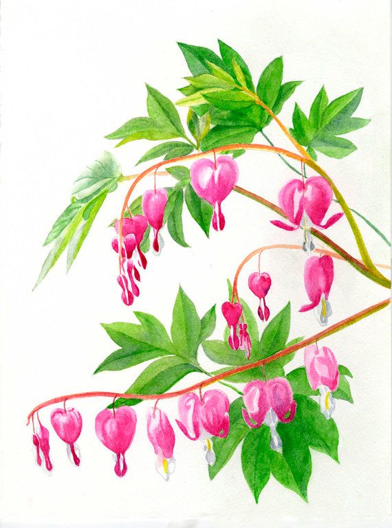 570x768 Bleeding Hearts Watercolor Painting Artist Sharon Freeman